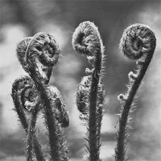 6 - Great Unfurling - Chris Beesley